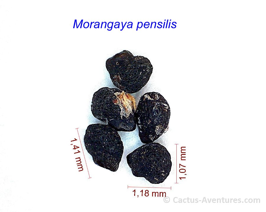 Morangaya pensilis